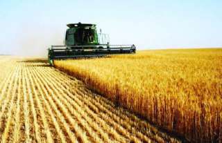 وزارة الزراعة تنفي  تراجع المساحة المنزرعة من القمح خلال العام الحالي