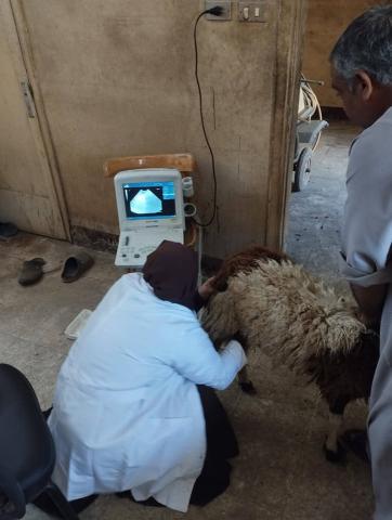 قافلة بيطرية